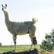 Illustration for article titled Need A Pick-Me-Up? Check Out These Animals Made Happier By Prosthetics